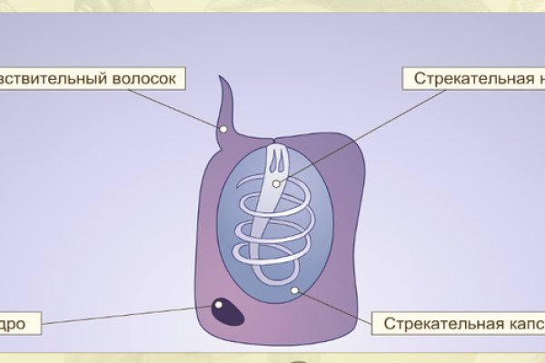 Кракен мп